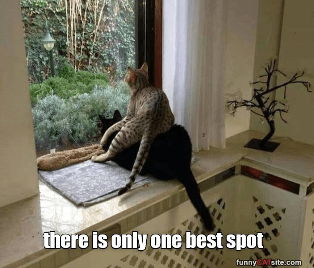 Caturday meme about the best spot being on top of someone else's head