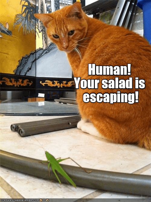 Caturday meme about a cat thinking a grasshopper is a vegetable