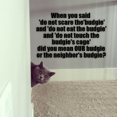 Caturday meme of a cat who just disturbed the budgie