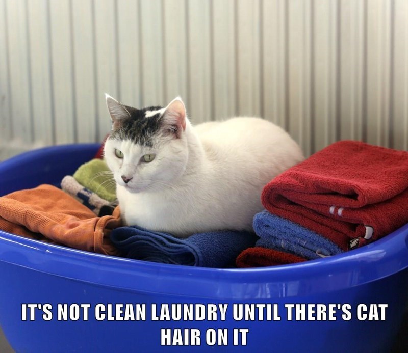 Caturday meme about a cat helping with the laundry