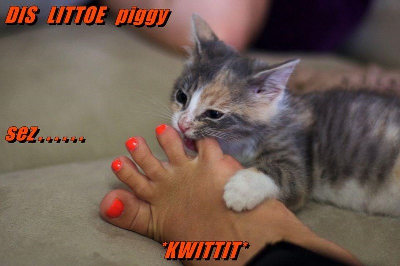 Caturday meme of a cat chewing on a toe