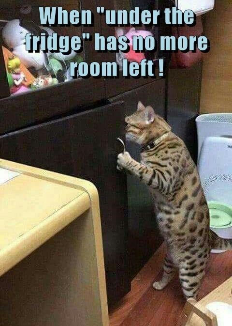 Caturday meme about running out of room under the fridge