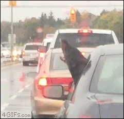 Moving Image Mayhem: Animal Edition