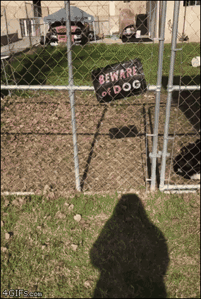 Moving Image Mayhem: Animal Edition