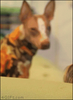 Moving Image Mayhem: Animal Edition