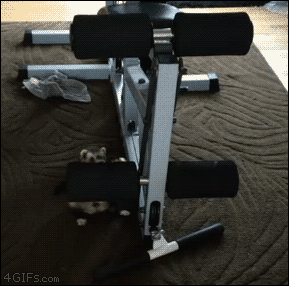 Moving Image Mayhem: Animal Edition