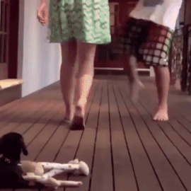 Moving Image Mayhem: Animal Edition