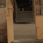 Moving Image Mayhem: Animal Edition