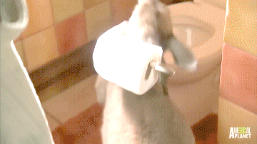 Moving Image Mayhem: Animal Edition