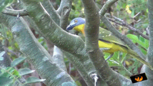 Moving Image Mayhem: Animal Edition