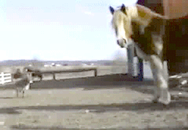 Moving Image Mayhem: Animal Edition