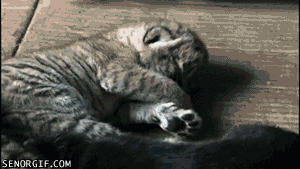 Moving Image Mayhem: Animal Edition