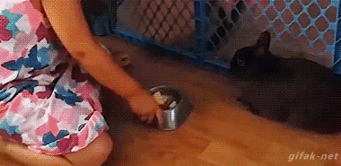 Moving Image Mayhem: Animal Edition