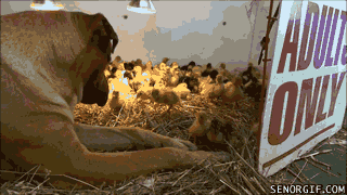 Moving Image Mayhem: Animal Edition