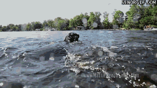 Moving Image Mayhem: Animal Edition