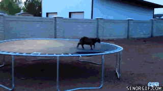 Moving Image Mayhem: Animal Edition