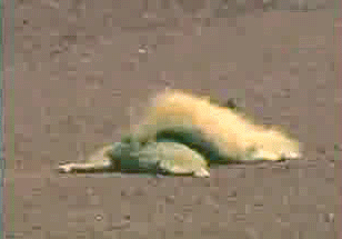 Moving Image Mayhem: Animal Edition