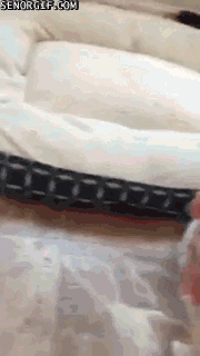 Moving Image Mayhem: Animal Edition