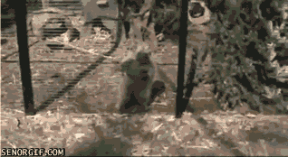 Moving Image Mayhem: Animal Edition