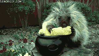 Moving Image Mayhem: Animal Edition