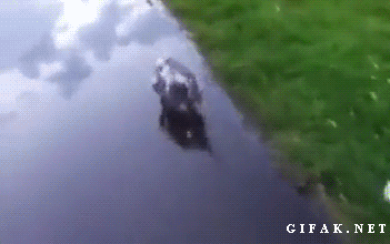 Moving Image Mayhem: Animal Edition