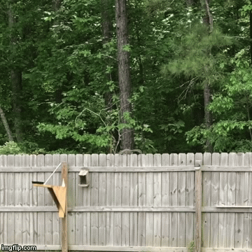 Moving Image Mayhem: Animal Edition