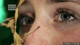 Moving Image Mayhem: Animal Edition