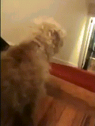 Moving Image Mayhem: Animal Edition