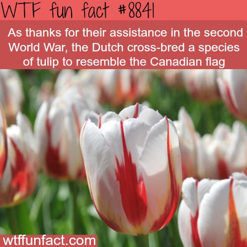 17 Random Facts to Make you Feel Smarter