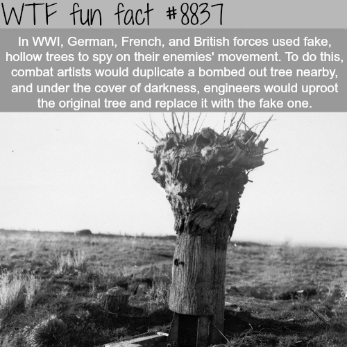 17 Random Facts to Make you Feel Smarter