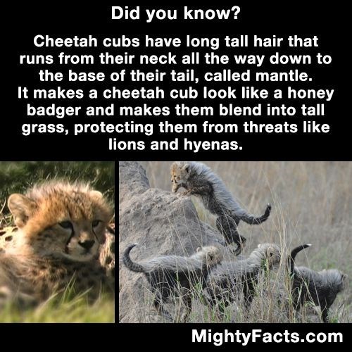 17 Random Facts to Make you Feel Smarter