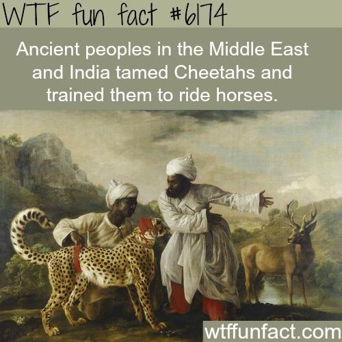 17 Random Facts to Make you Feel Smarter