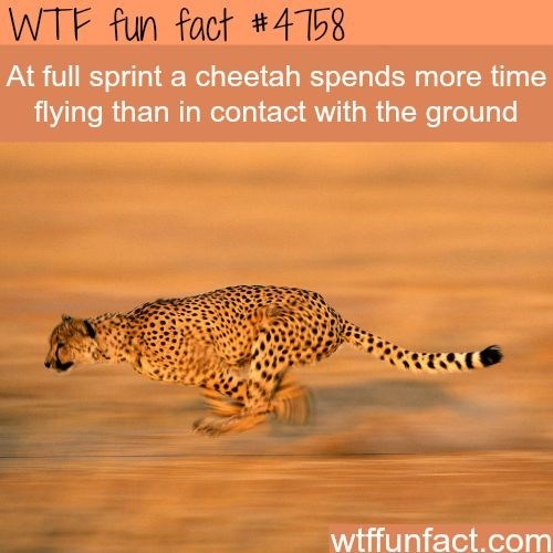 17 Random Facts to Make you Feel Smarter