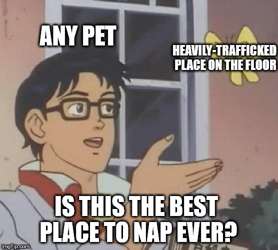 heartburn meme - Any Pet Any Pet HeavilyTrafficked Place On The Floor Is This The Best Place To Nap Ever? imgflip.com
