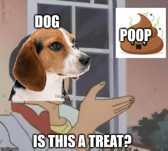 serotonin memes - Dog Poop Is This A Treat? imgflip.com