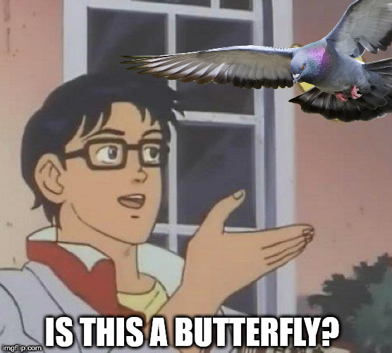 non binary memes - Is This A Butterfly? imgflip.com