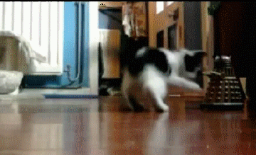 Caturday gif of a cat playing with a Dalek toy