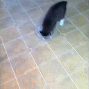 Caturday gif of a cat climbing into a small bowl