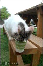 Caturday gif of a cat getting its head stuck in a cup