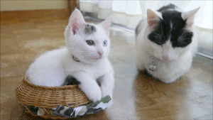 Caturday gif of cute cats bumping noses