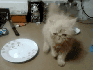 Caturday gif of kitten standing on its hind legs