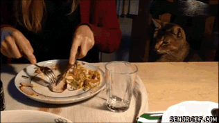 Caturday gif of a cat dragging a person's plate toward itself