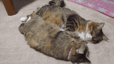 Caturday gif of two cats waking up and stretching in unison