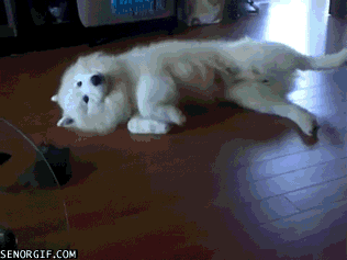 Caturday gif of a kitten playing with a big dog