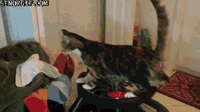 Caturday gif of a cat playing on a wheel