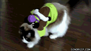 Caturday gif of a cat playing while a toy is strapped to its back