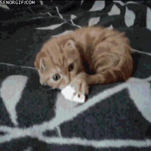 Caturday gif of a kitten playing with a toy mouse