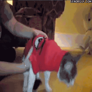 Caturday gif of a cat falling on its side