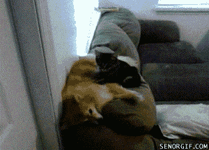 Caturday gif of a kitten kneading a dog