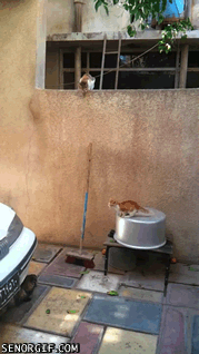 Caturday gif of a tiny kitten trying to jump over a wall